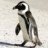 pinguini