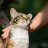 fluffykittens1