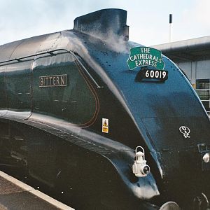 bittern at swindon