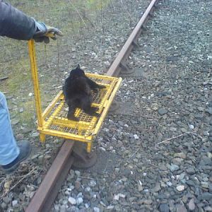 The first cat I hit with a 158. RSPCA failed to revive the little fella. I tried my best though & got the Pway to help.