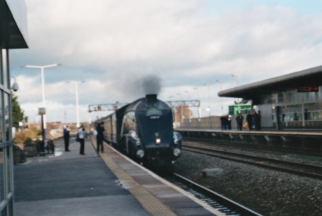 bittern at swindon