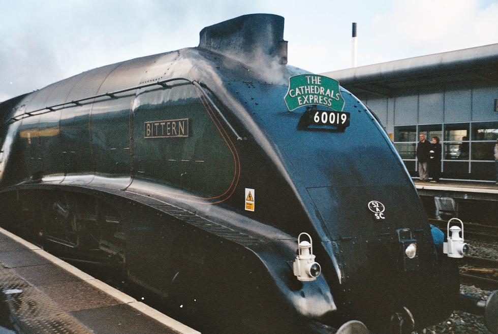 bittern at swindon