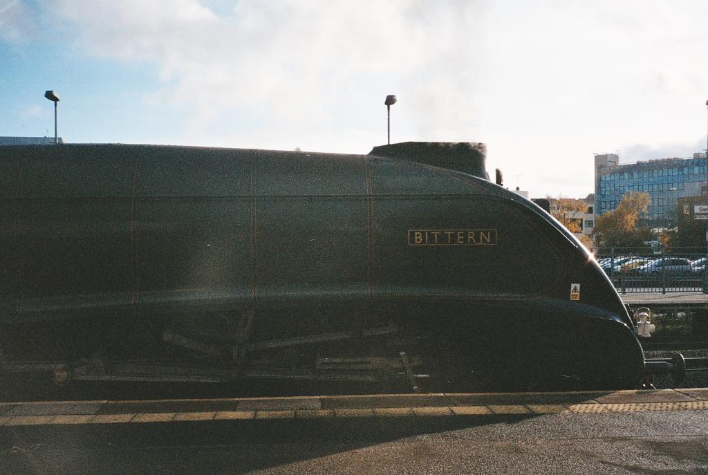 bittern at swindon