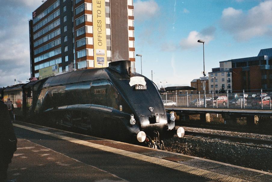 bittern at swindon