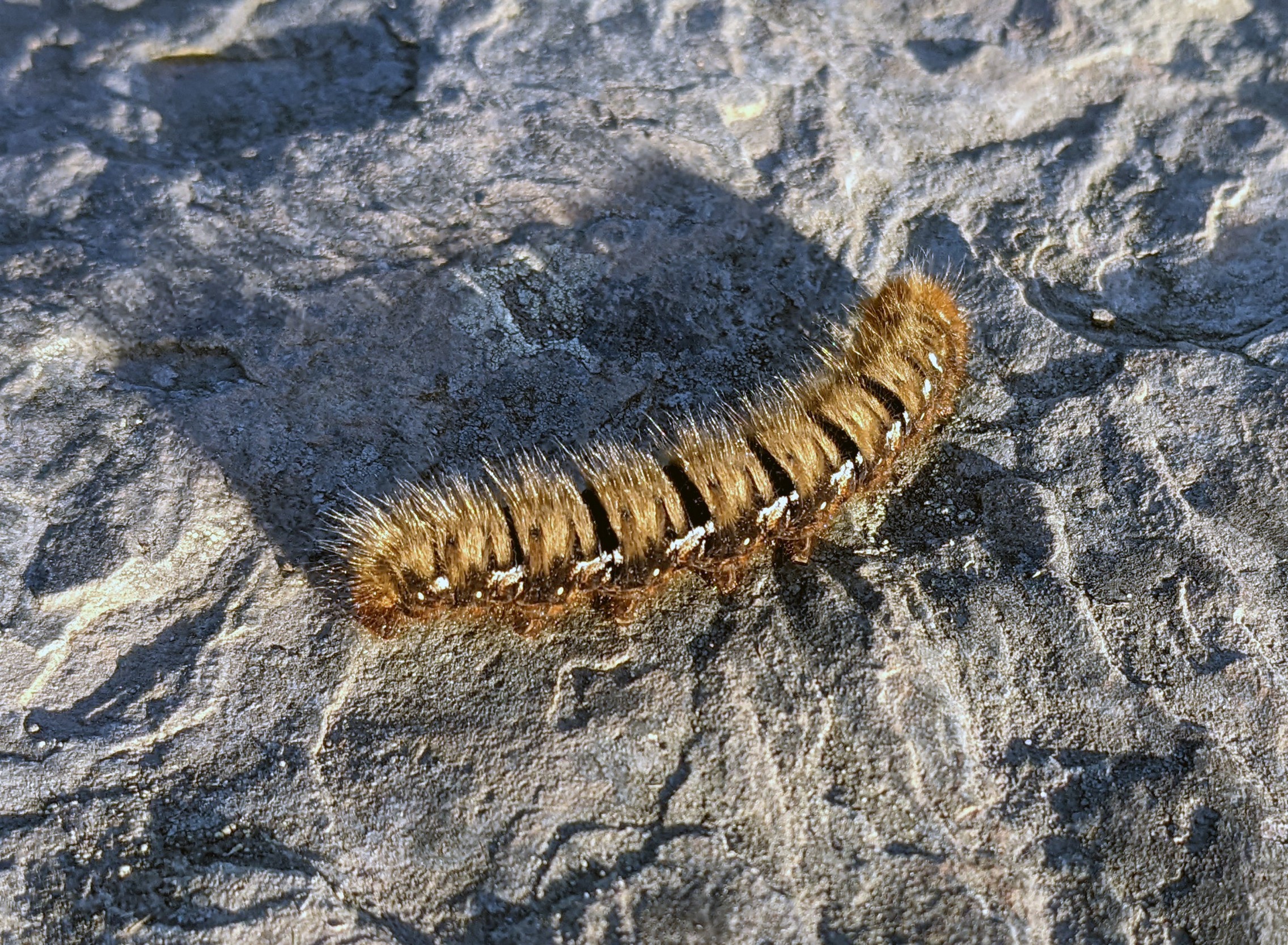 Caterpillar.jpg