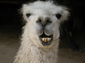 270977_smiling_llama.jpg